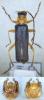 Ancistronycha abdominalis